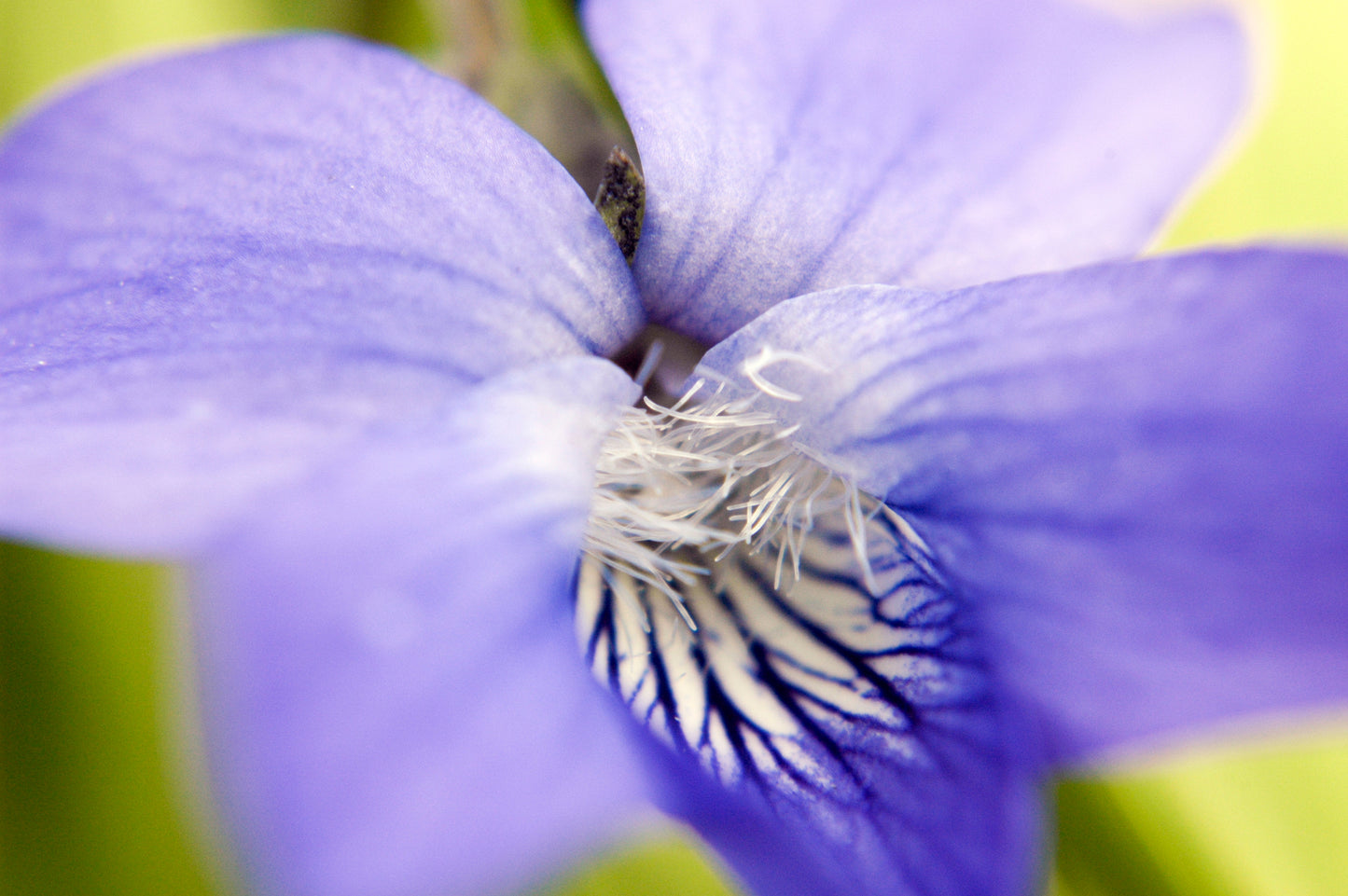 Prairie Violet Viola Pedatifida 100 Seeds for Planting