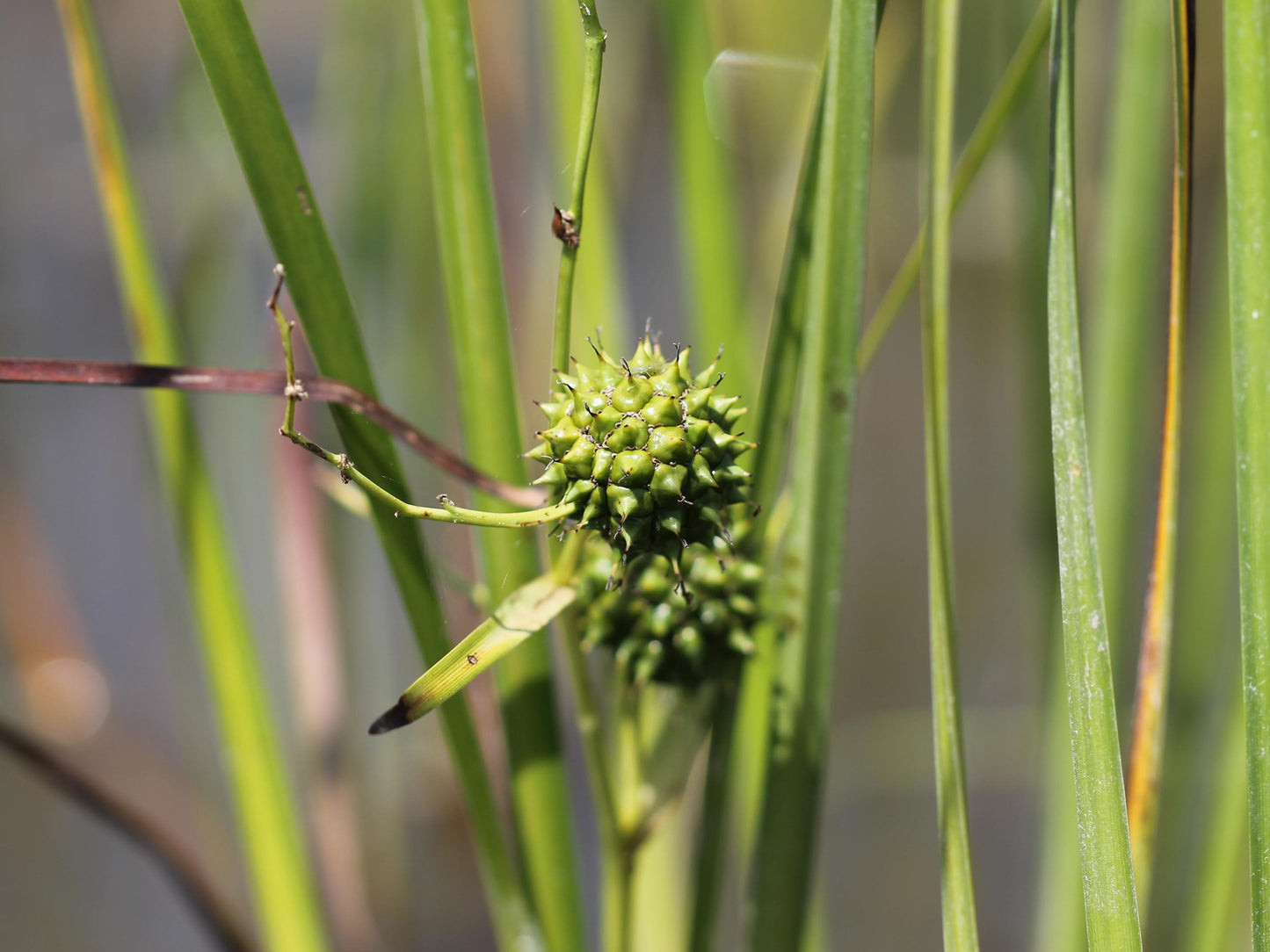 Great Bur Reed Sparganium Eurycarpum 90 Seeds for Planting