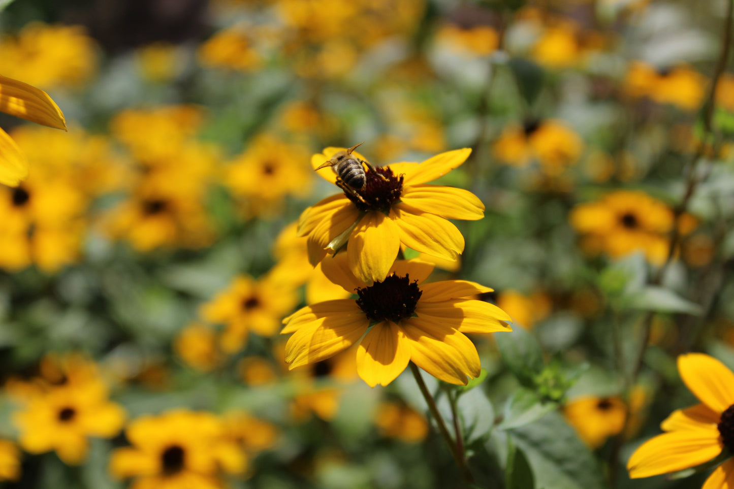Brown-Eyed Susan Rudbeckia Triloba 750 Seeds for Planting