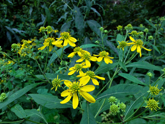 Wingstem Prairie Verbesina alternifolia 300 Seeds for Planting Actinomeris Alternifolia Yellow Flower Seeds