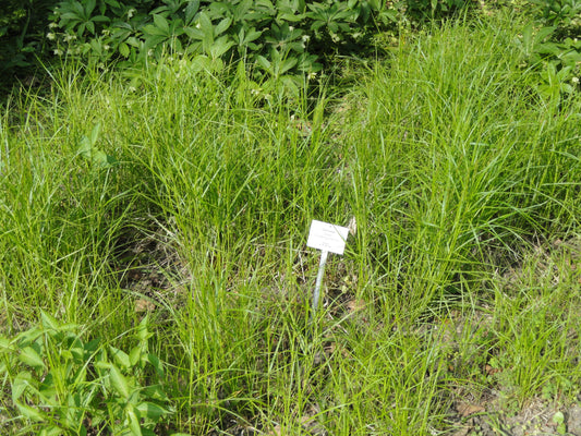 Palm Sedge Carex Muskingumensis 75 Seeds for Planting