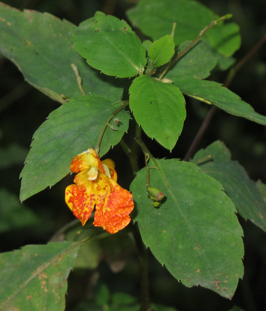 Orange Touch-me-not Impatiens Capensis 50 Seeds for Planting Impatiens pallida