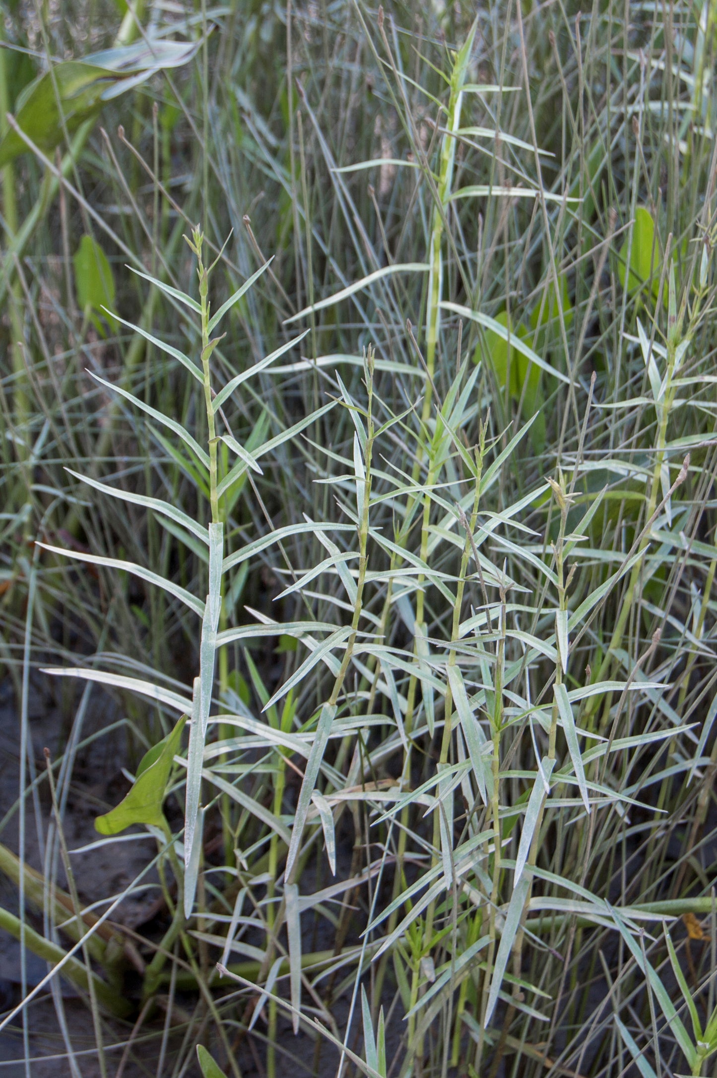 Three-Way Sedge Dulichium Arundinaceum 150 Seeds for Planting Unique Carex Plant Seeds