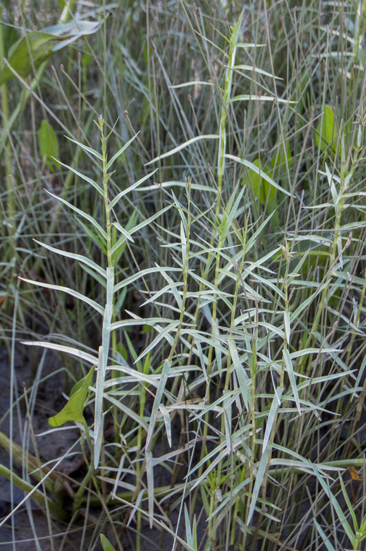 Three-Way Sedge Dulichium Arundinaceum 150 Seeds for Planting Unique Carex Plant Seeds