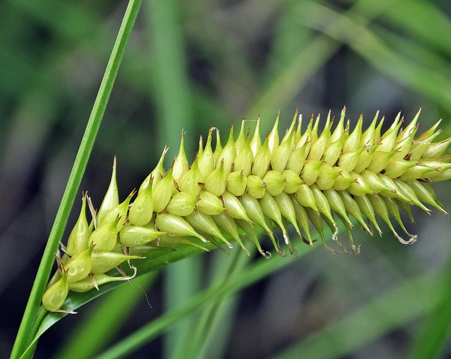 Tufted Lake Sedge Carex Vesicaria 300 Seeds for Planting