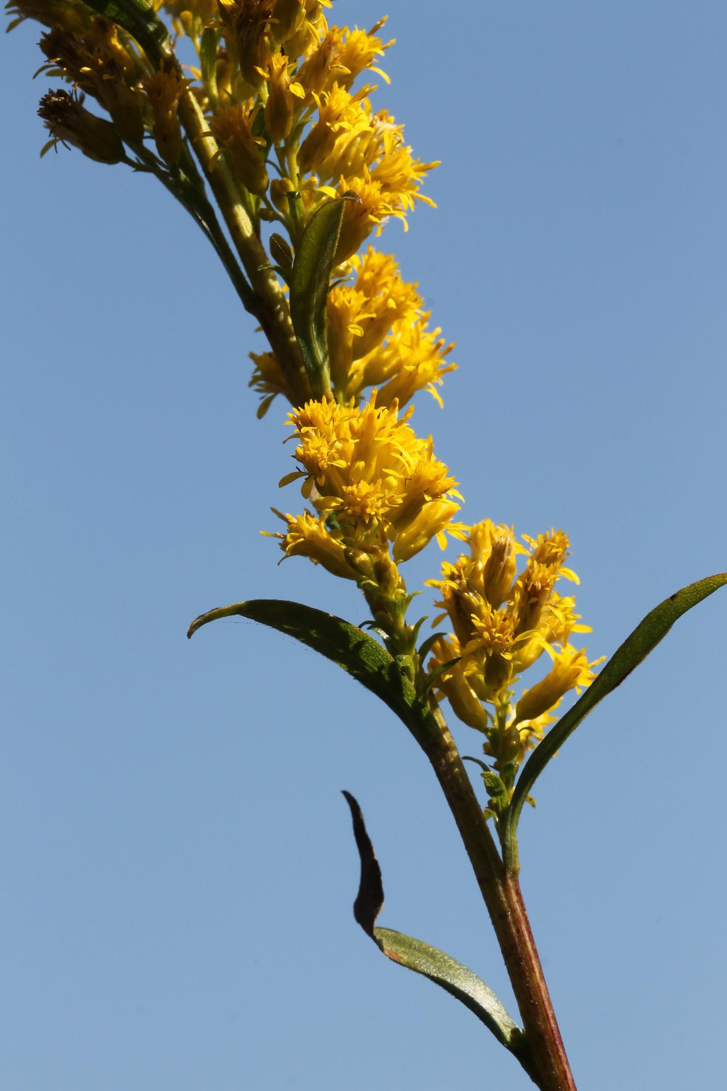 Bog Goldenrod Solidago uliginosa 300 Seeds for Planting