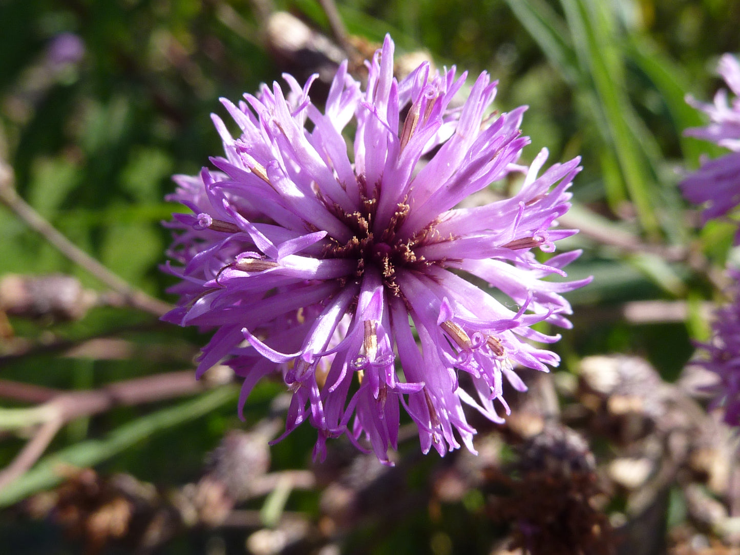 Tall Ironweed Vernonia Altissima 400 Seeds for Planting Bright Magenta Flowers