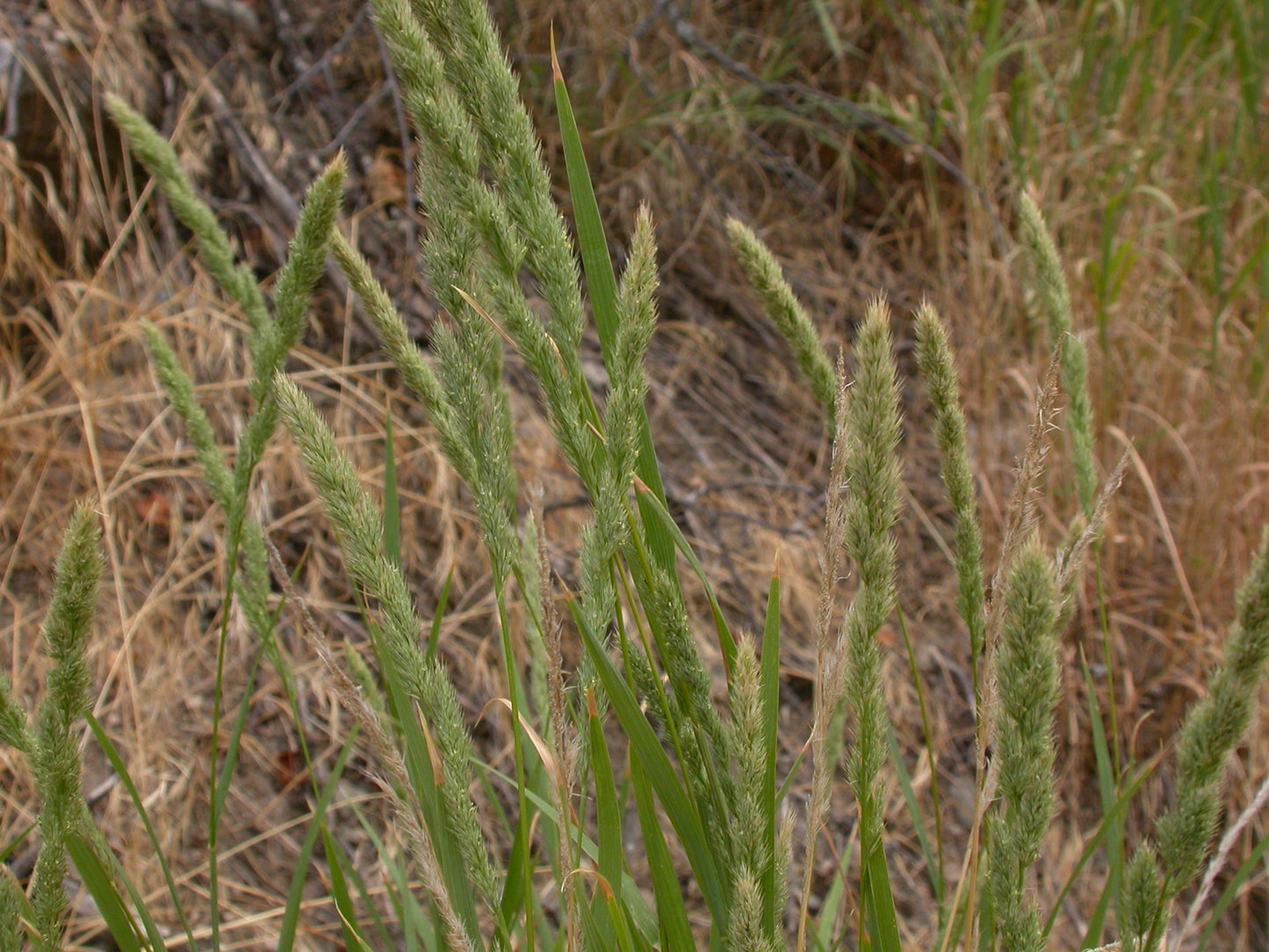 Marsh Muhly Muhlenbergia glomerata 400 Seeds for Planting Spiked Muhly Seeds
