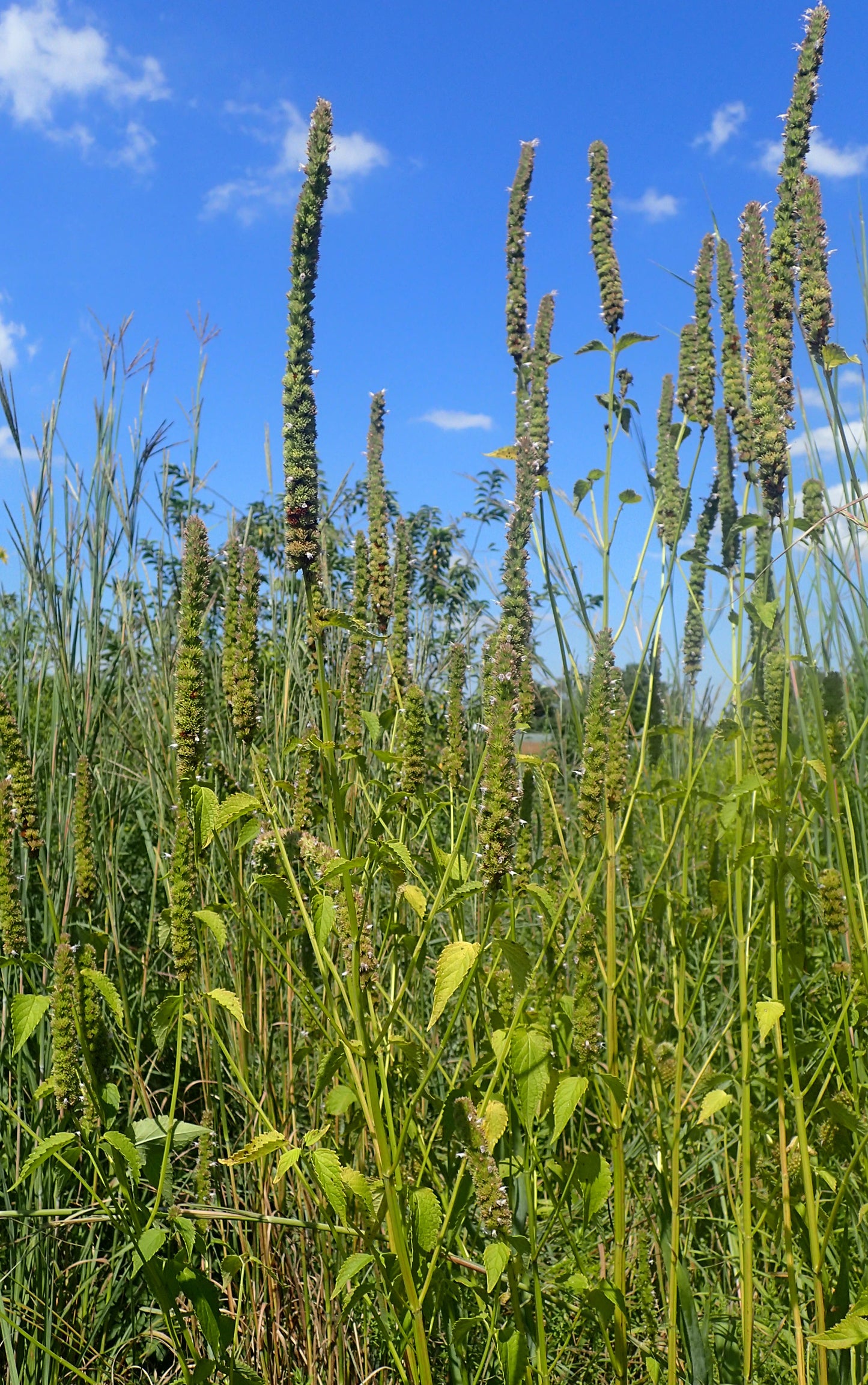 Yellow Giant Hyssop Agastache nepetoides 1000 Seeds for Planting