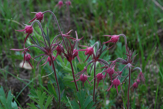 Prairie Smoke Geum triflorum 80 Seeds for Planting