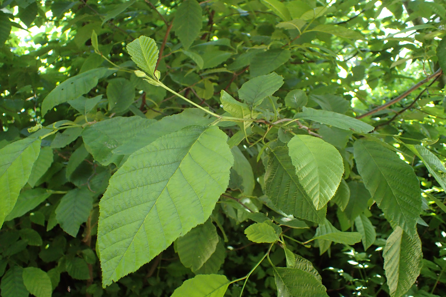 Speckled Alder Alnus Incana Subsp Rugosa 150 Seeds for Planting Alnus rugosa