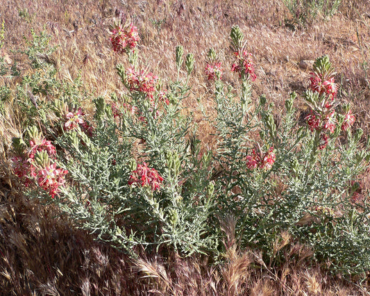 Scarlet Gaura Gaura Coccinea 75 Seeds for Planting Oenothera suffrutescens