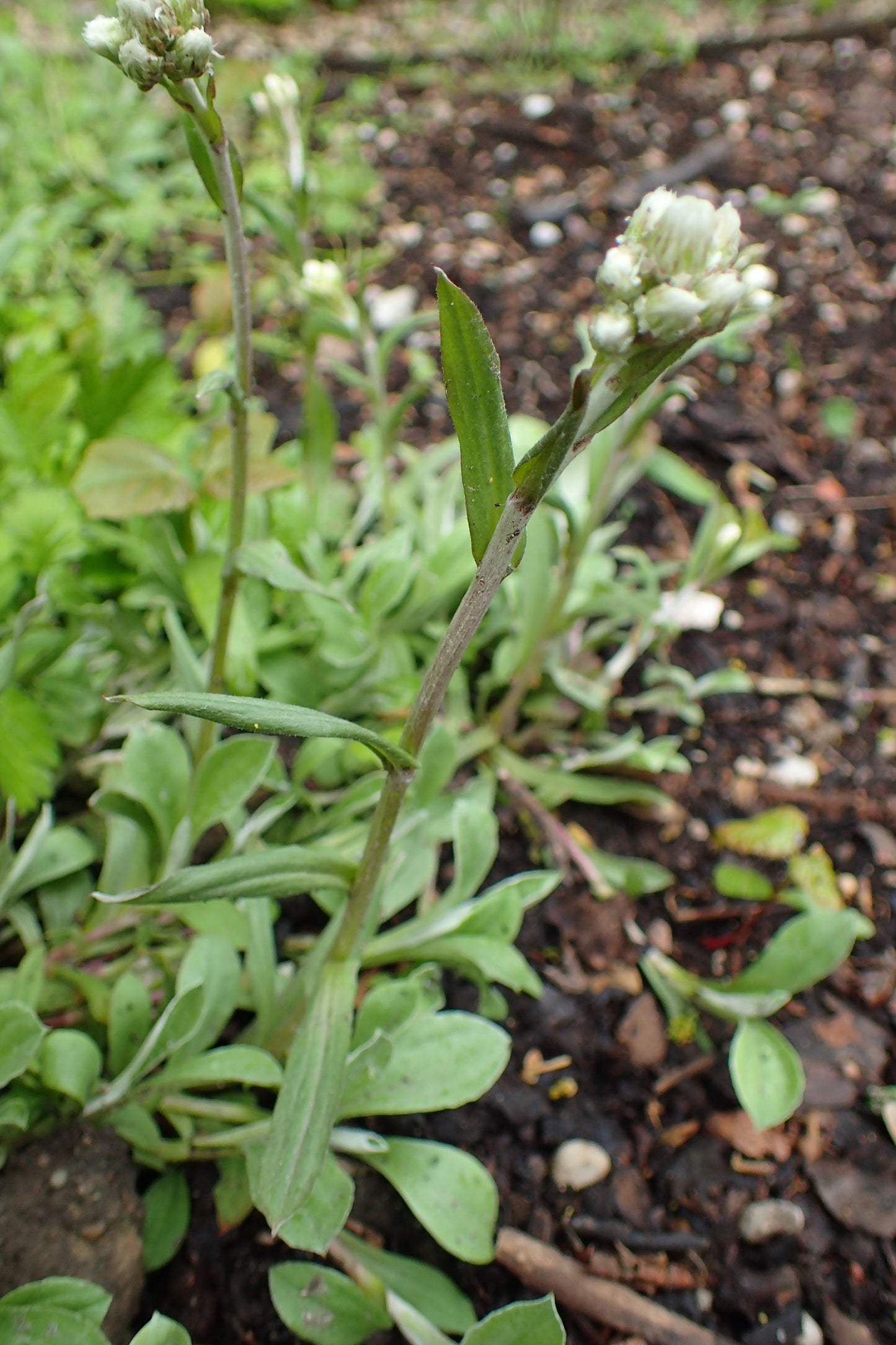 Pussytoes Antennaria Plantaginifolia 300 Seeds for Planting Aster Family Ground Cover