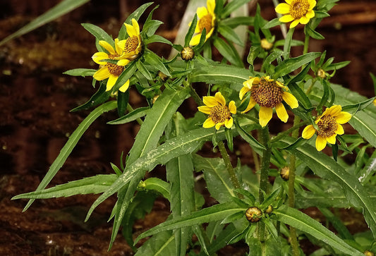 Nodding Bur Marigold Bidens Cernua 200 Seeds for Planting Sticktight Yellow Blossoms