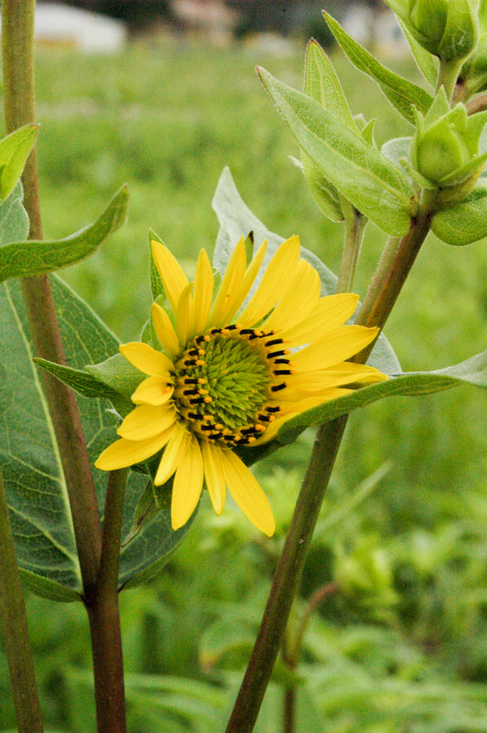 Rosin Weed Silphium Integrifolium 75 Seeds for Planting