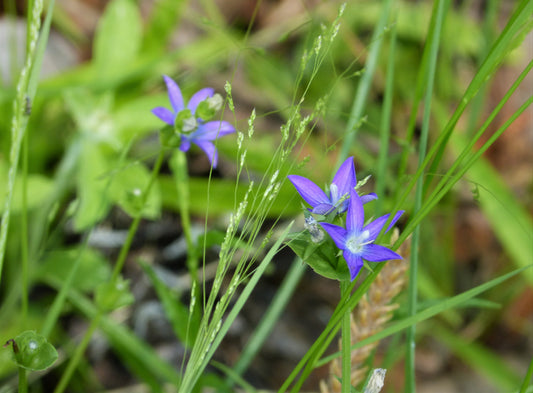 Venus' Looking Glass Specularia perfoliata 750 Seeds for Planting