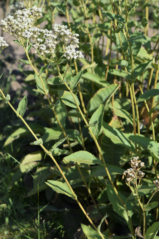 Wild Quinine Parthenium integrifolium 200 Seeds for Planting