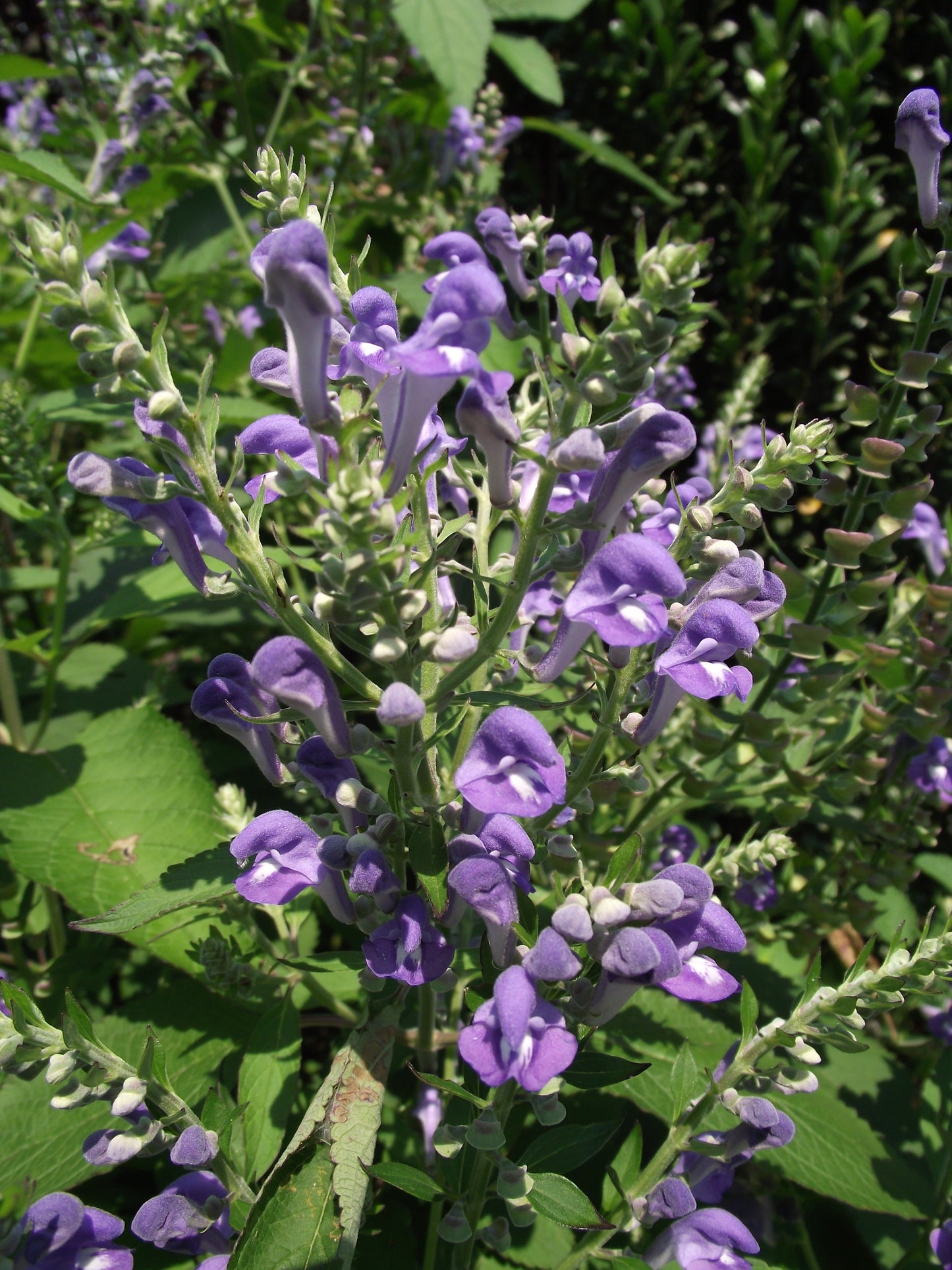 Hoary Skullcap Scutellaria Incana 100 Seeds for Planting Downy Skullcap