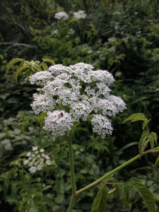 Water Hemlock Cicuta maculata 200 Seeds for Planting