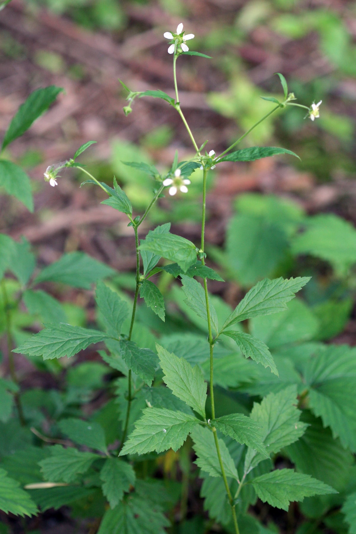 White Avens Geum Canadense 75 Seeds for Planting