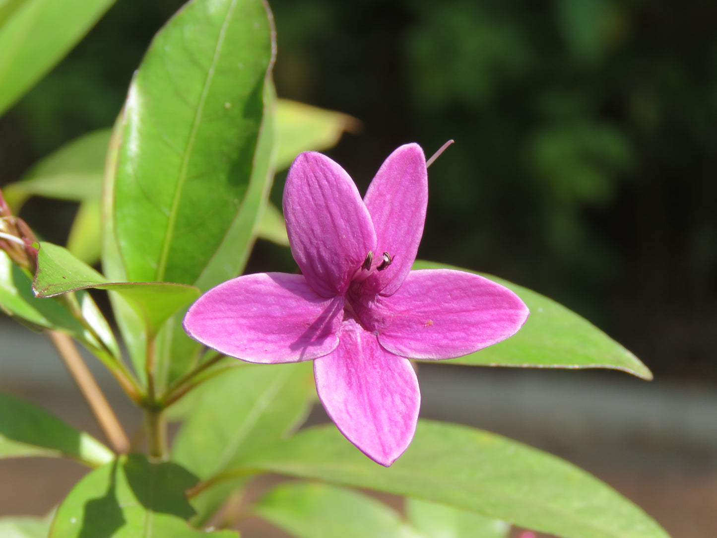 Amethyst Shooting Star Dodecatheon Amethystinum 100 Seeds for Planting