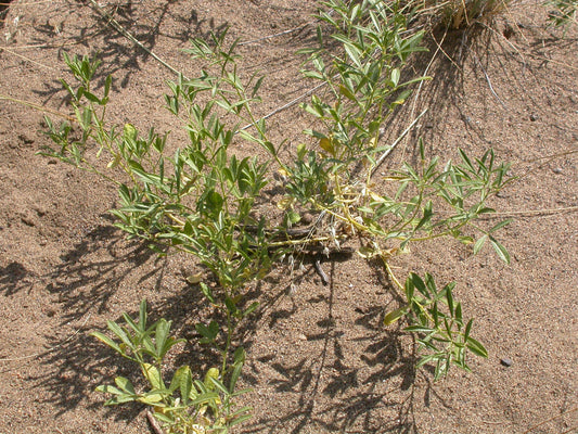 Scurfy Pea Pediomelum tenuiflorum 5 Seeds for Planting Psoralea tenuiflora