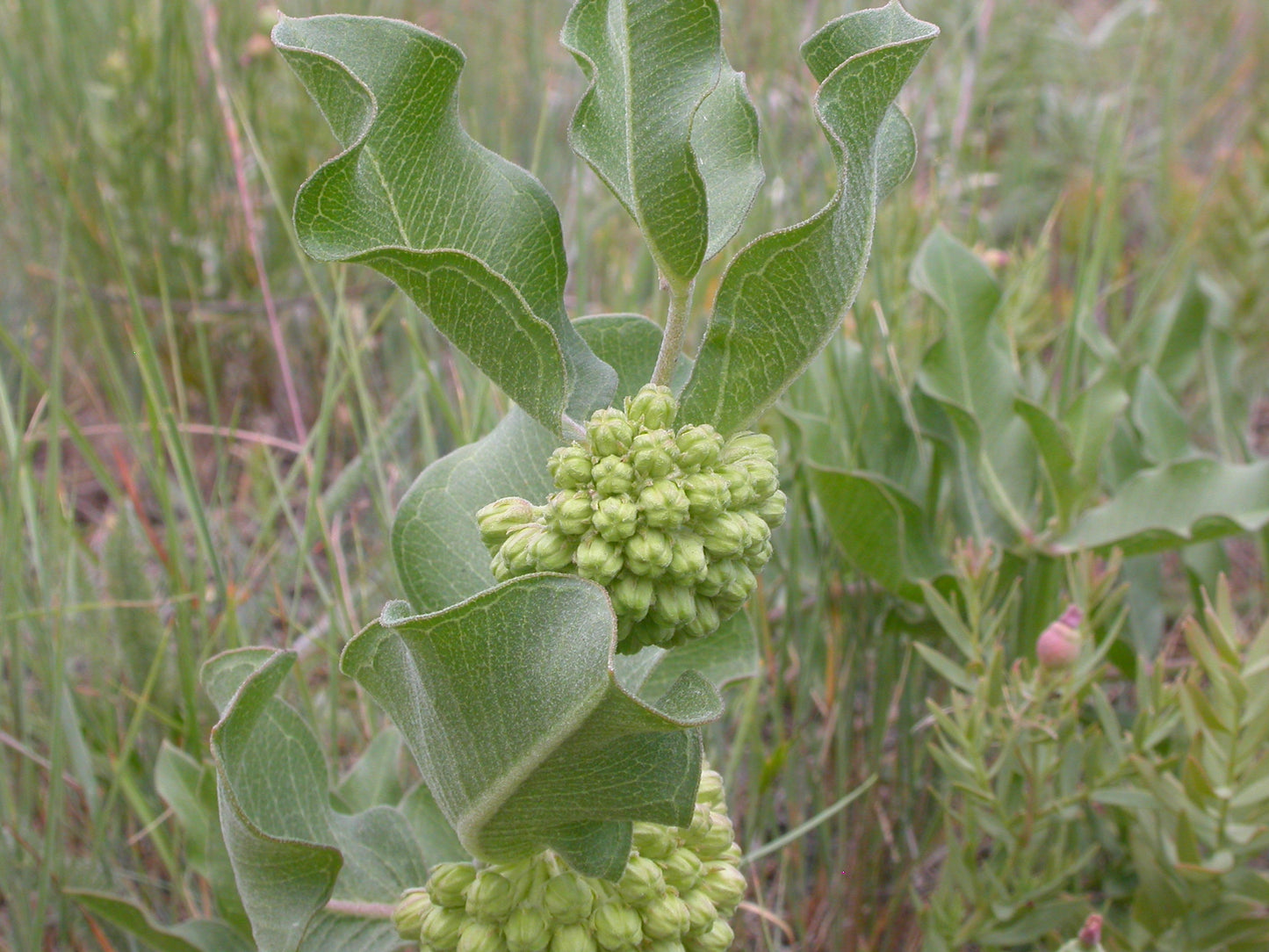 Short Green Milkweed Asclepias viridiflora 15 Seeds for Planting Green Comet Milkweed