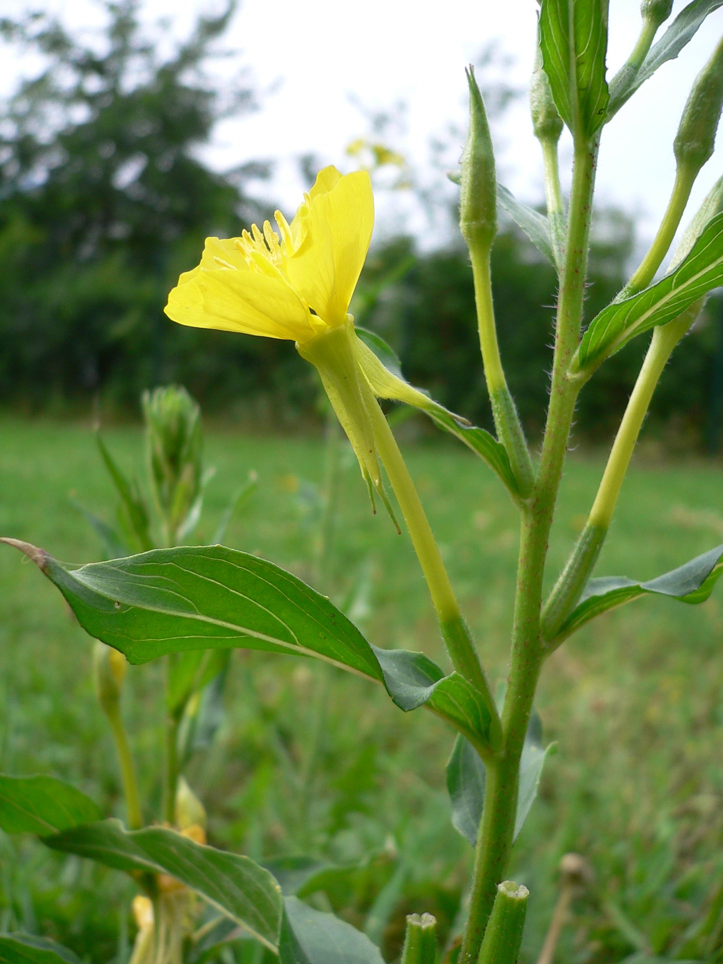 Common Evening Primrose Oenothera Biennis 750 Seeds for Planting
