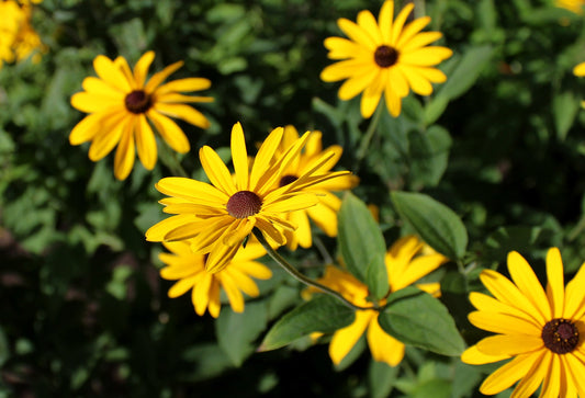 Sweet Black-eyed Susan Rudbeckia subtomentosa 500 Seeds for Planting