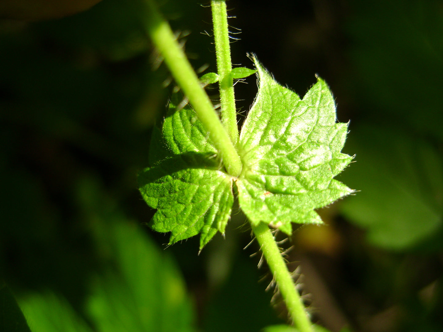 Roadside Agrimony Agrimonia Striata 25 Seeds for Planting Perennial Flowers