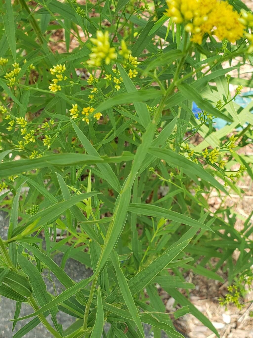 Great Plains Goldenrod Euthamia Gymnospermoides 500 Seeds for Planting