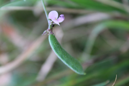 Small Wild Bean Strophostyles pauciflora 40 Seeds for Planting Annual Vine Seeds