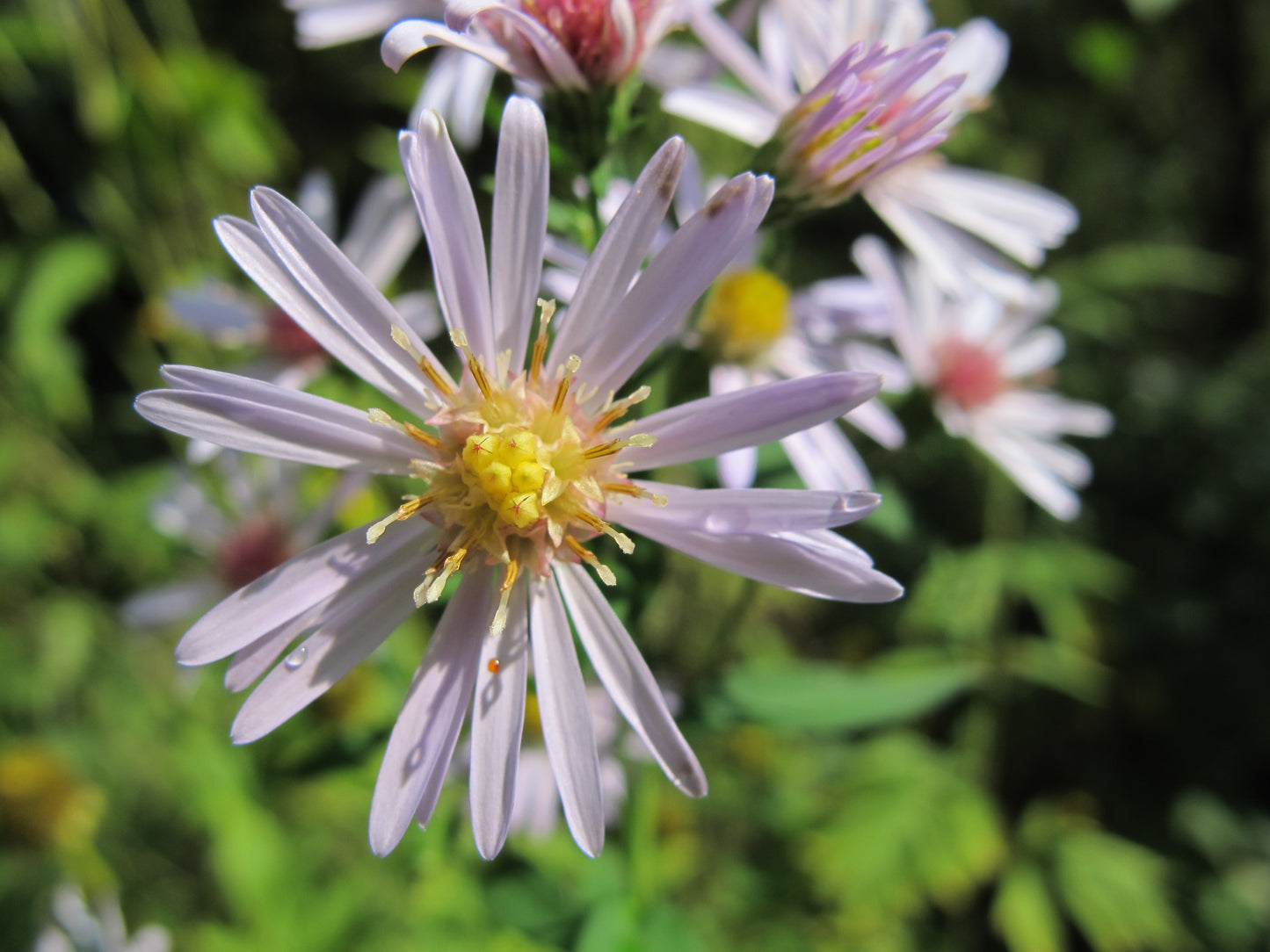 Panicled Aster Symphyotrichum Lanceolatum 500 Seeds for Planting