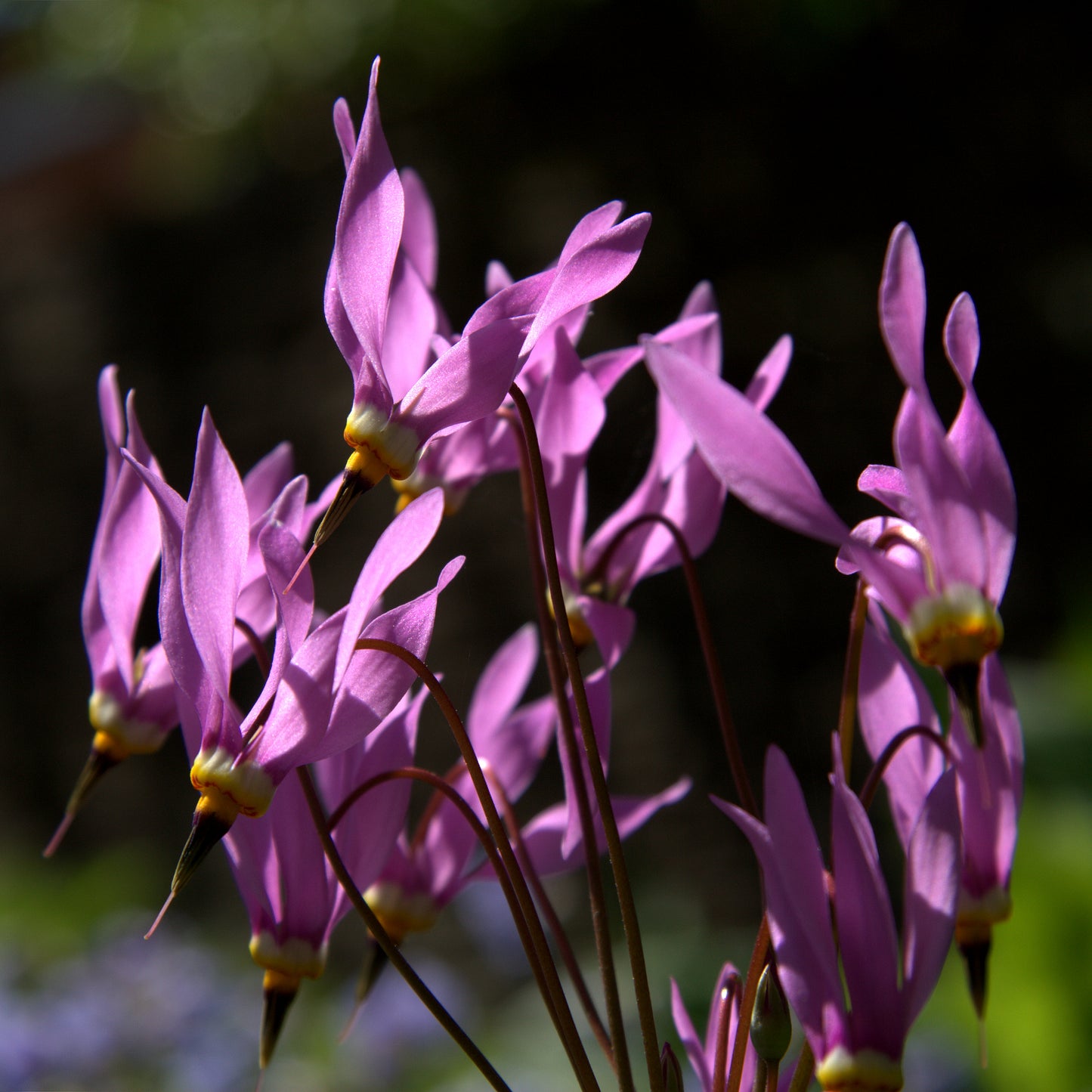 Midland Shooting Star Dodecatheon Meadia 200 Seeds for Planting Ephemeral Prairie Wildflowers