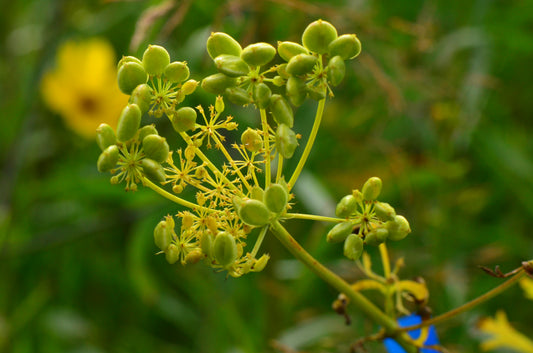 Prairie Parsley Polytaenia Nuttallii 75 Seeds for Planting Apiaceae Family