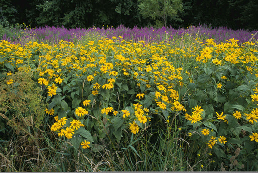 River Loosestrife Lysimachia Hybrida 400 Seeds for Planting Lythrum alatum