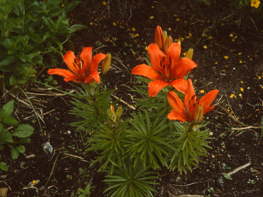 Prairie Lily Lilium Philadelphicum 25 Seeds for Planting