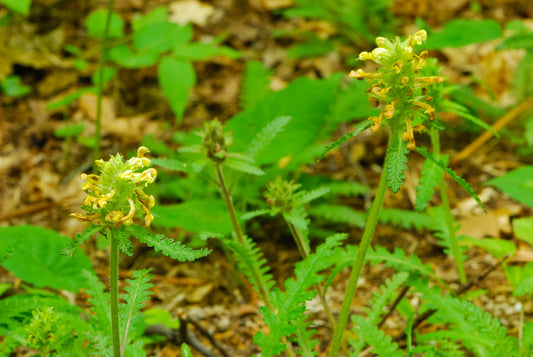 Wood Betony Pedicularis canadensis 75 Seeds for Planting