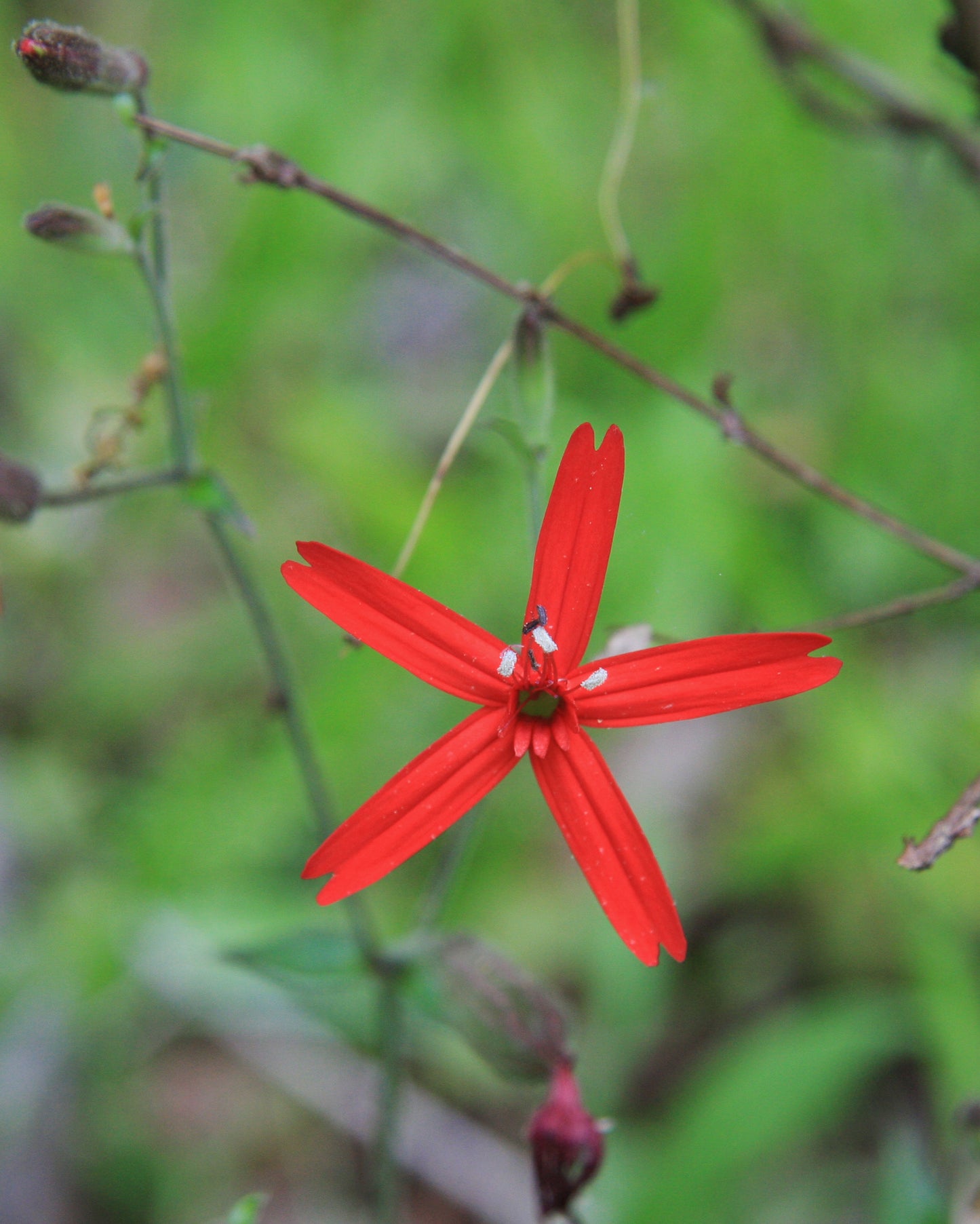 Fire Pink Silene virginica 50 Seeds for Planting