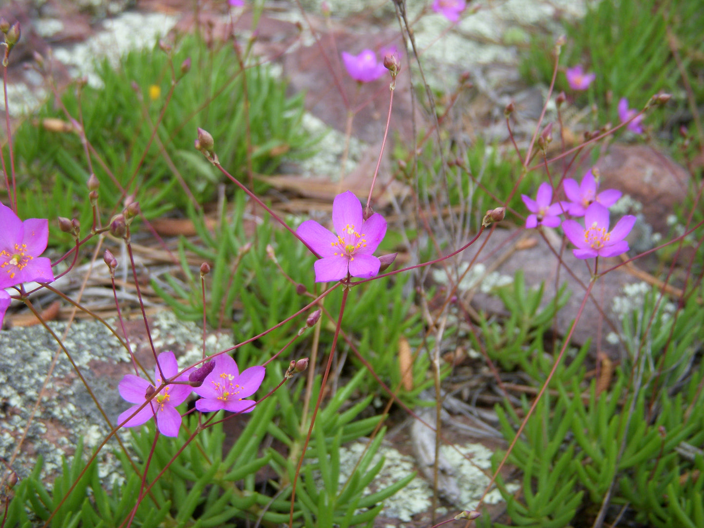 Small-Flower Fame Flower Talinum Parviflorum 100 Seeds for Planting Rock Pink