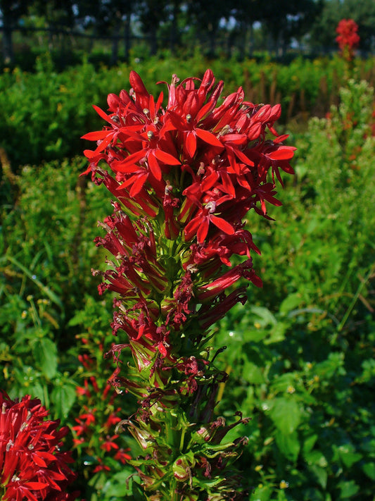 Cardinal Flower Lobelia Cardinalis 750 Seeds for Planting Scarlet Red Flowers
