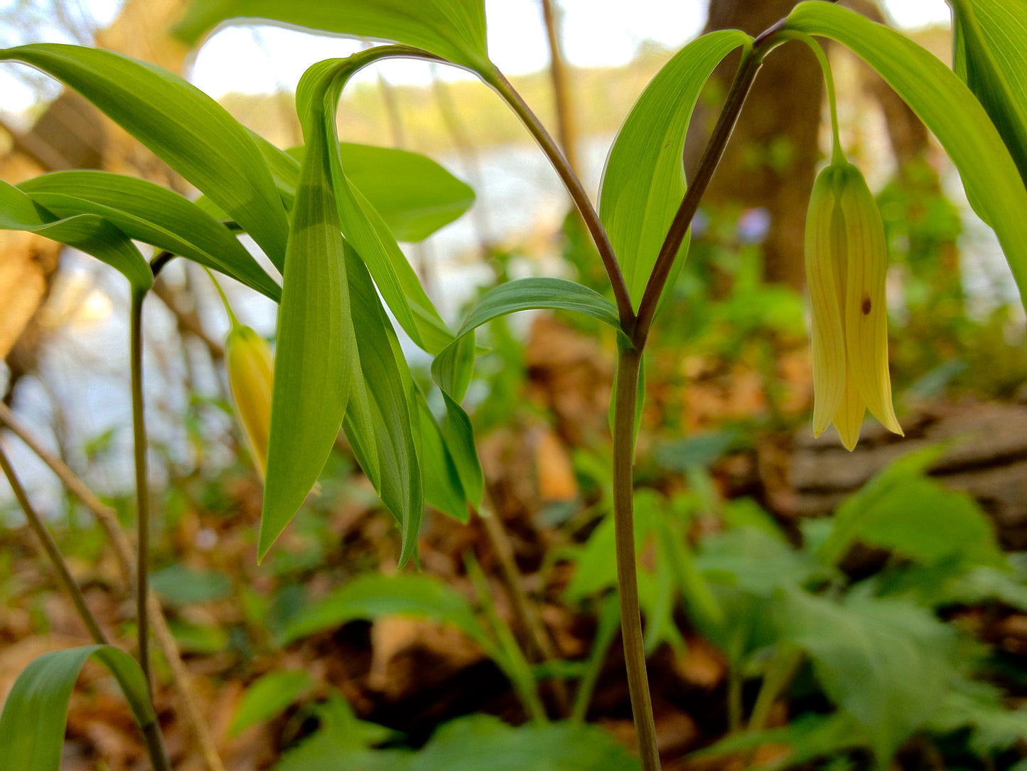 Sessile-leaf Bellwort Uvularia Bellwort 10 Seeds for Planting