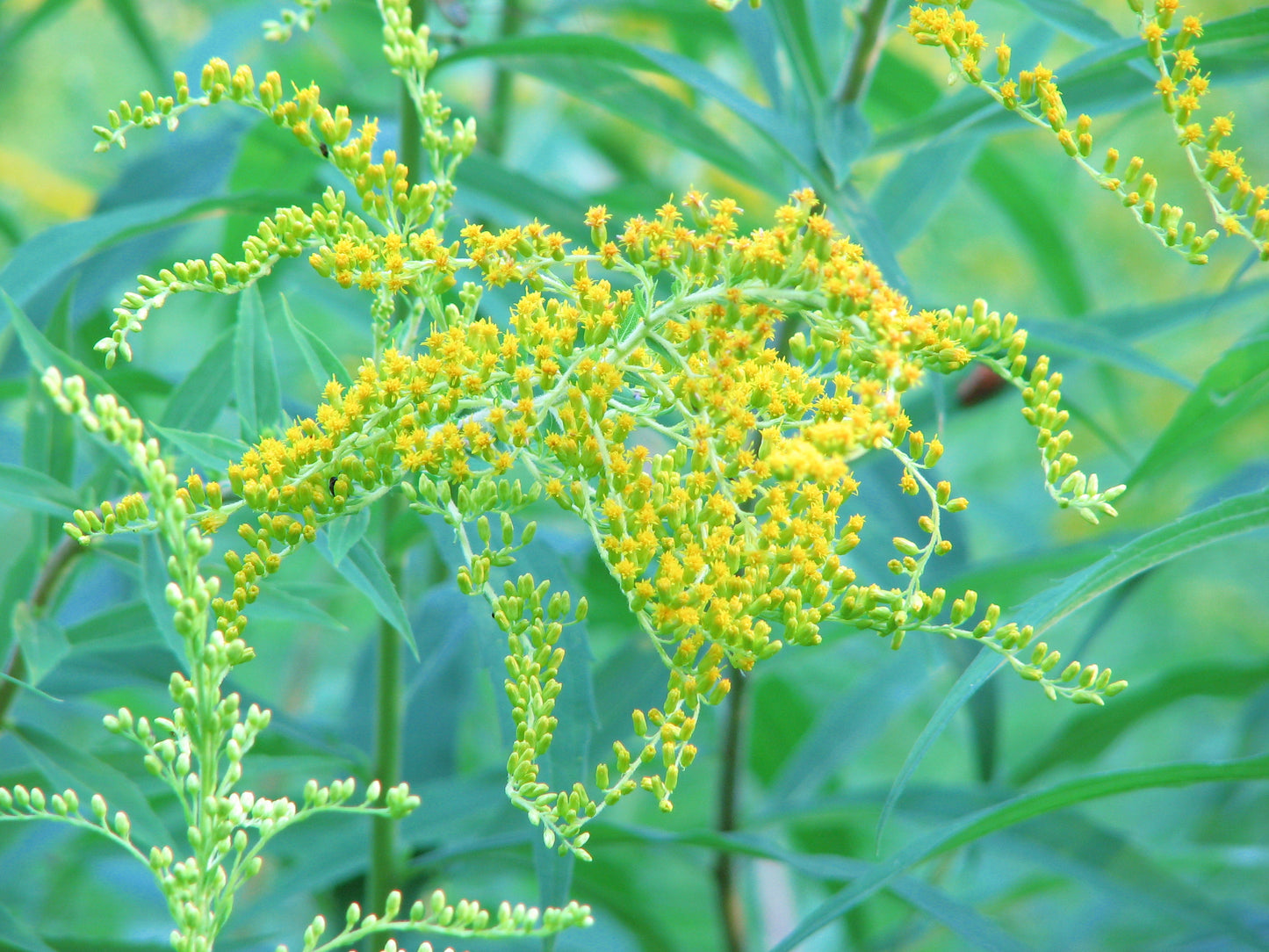 Grass-Leaved Goldenrod Euthamia graminifolia 1000 Seeds for Planting