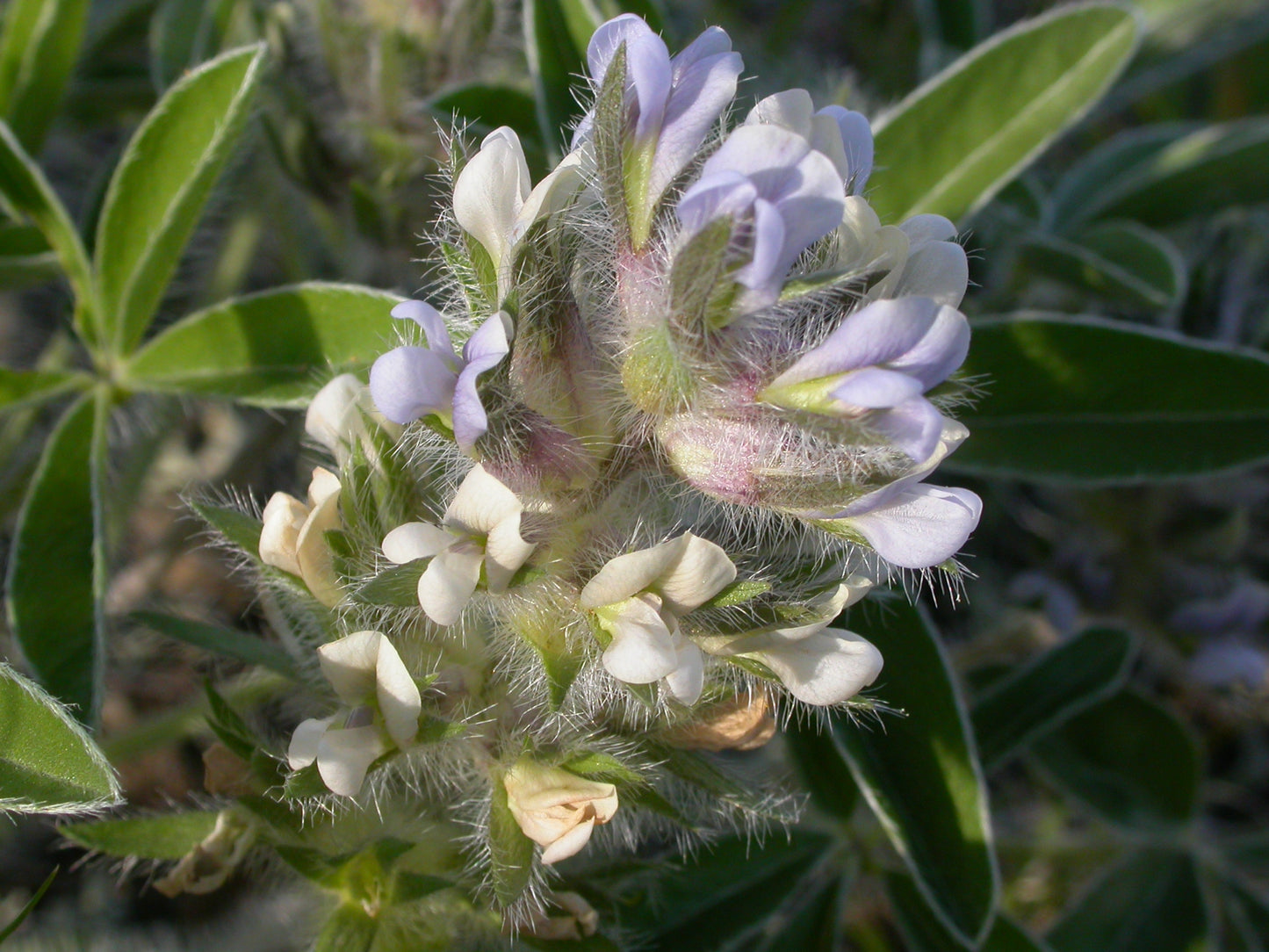 Prairie Turnip Pediomelum Esculentum 10 Seeds for Planting