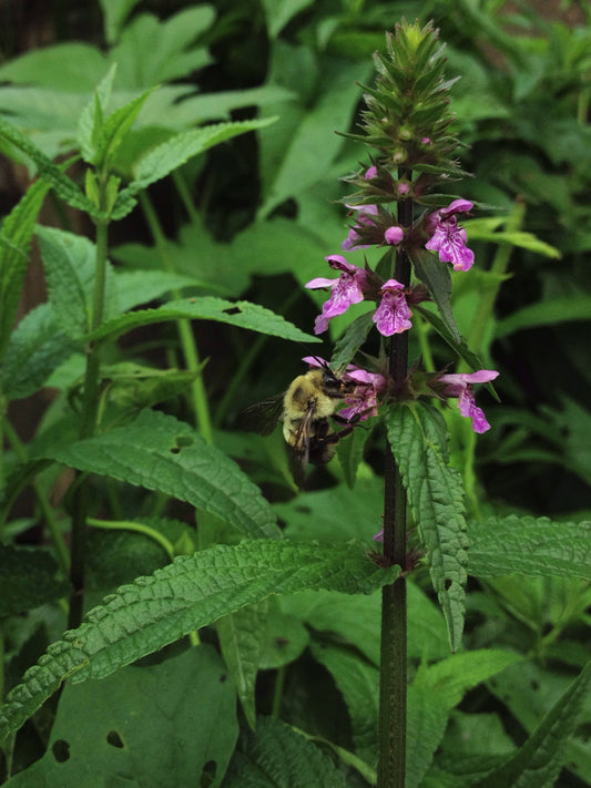 Smooth Hedgenettle Stachys tenuifolia 75 Seeds for Planting