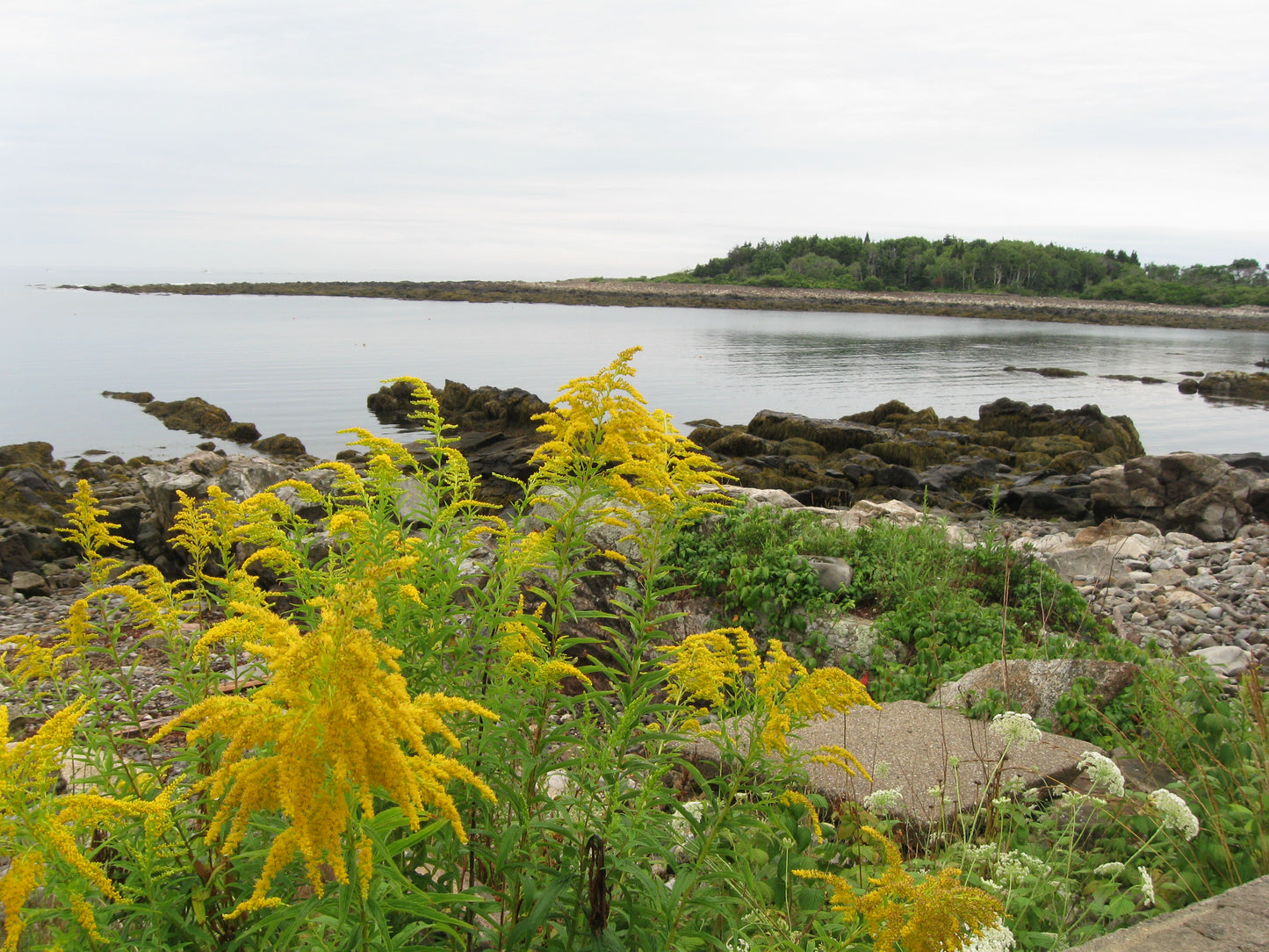 Old Field Goldenrod Solidago Nemoralis 1000 Seeds for Planting