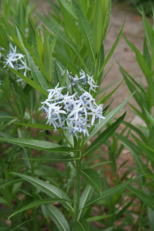 Ozark Bluestar Amsonia Illustris 60 Seeds for Planting