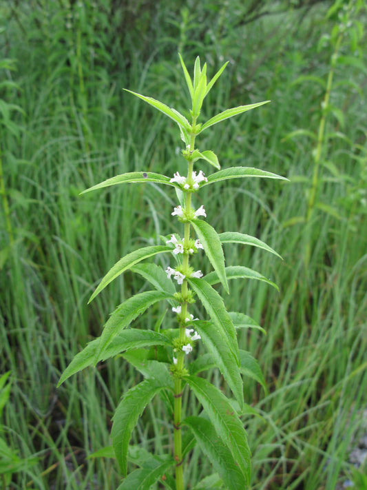 Native Rough Bugleweed Lycopus Asper 150 Seeds for Planting Lycopus uniflorus