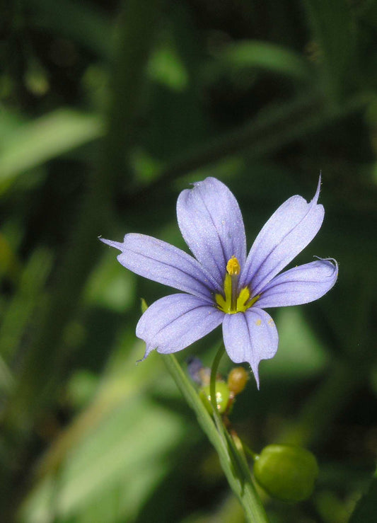 Stout Blue-eyed Grasses Sisyrinchium Angustifolium 75 Seeds for Planting