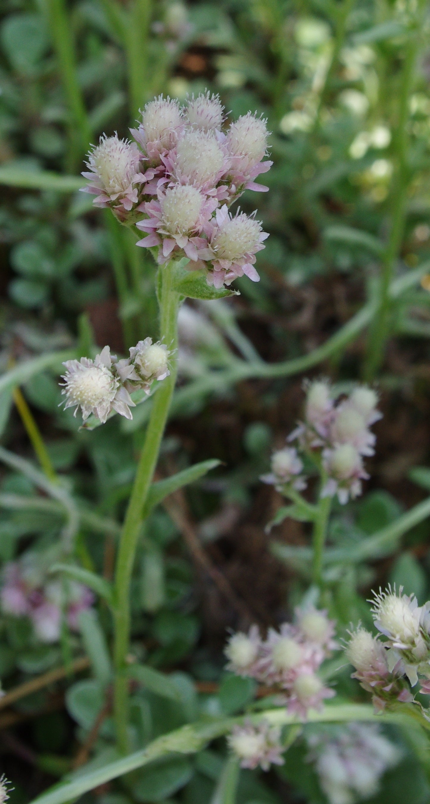 Prairie Pussytoes Antennaria Neglecta 300 Seeds for Planting Asteraceae Family